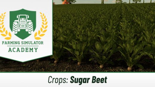 Farming Simulator 22 How to Sow & Harvest Sugar Beet