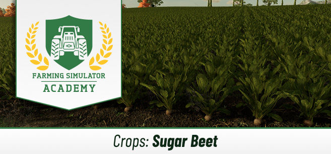 Farming Simulator 22 How to Sow & Harvest Sugar Beet 