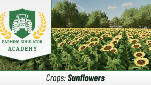 Farming Simulator 22: How to Sow & Harvest Sunflowers