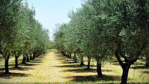 Toscana - Grape and olives V1.3