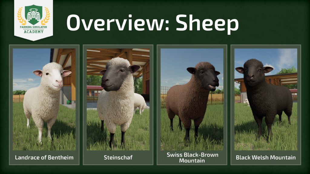Farming Simulator 22: How to breed sheep