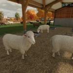 EXTRA LARGE SHEEPFOLD V1.0