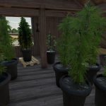 Cannabis Plants Pack 1