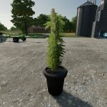 Cannabis Plants Pack 1