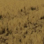 HIGH WHEAT STUBBLE WITH COMPACTION V1.02