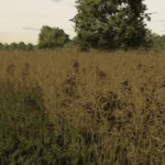 RAPESEED TEXTURE V1.0