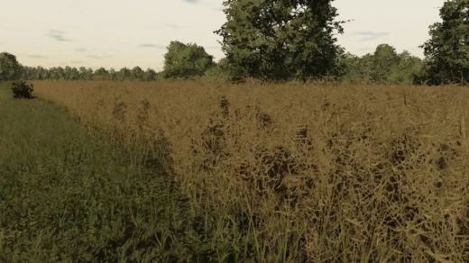 RAPESEED TEXTURE V1.0