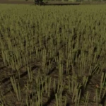 RAPESEED TEXTURE V1.02