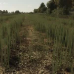 RAPESEED TEXTURE V1.02