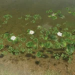 WATER LILIES MIX V1.0