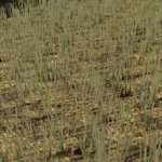 SIECZKA Z RZEPAKU V1.02