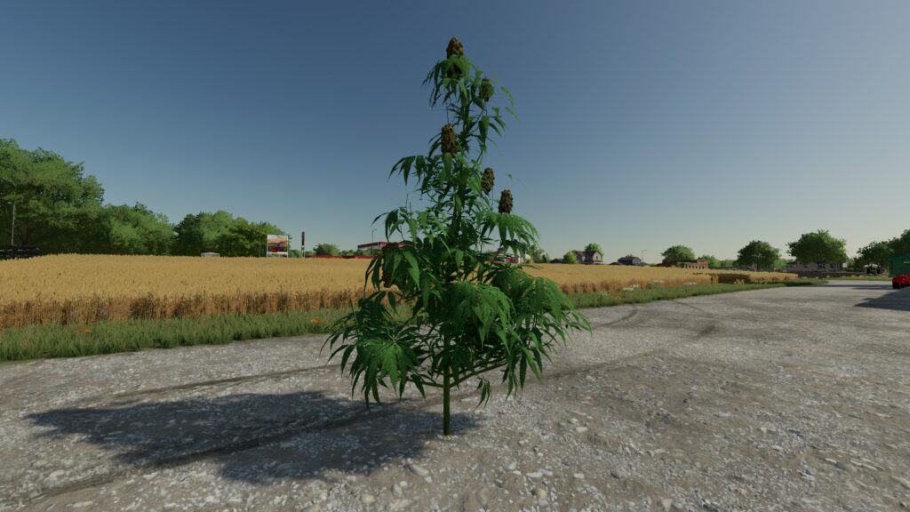 The Mother Plant