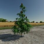 The Mother Plant