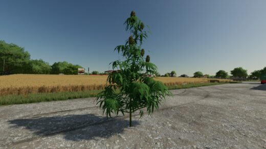 The Mother Plant