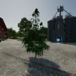 The Mother Plant2