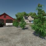 The Mother Plant3