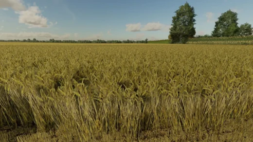 Wheat Texture v1.0