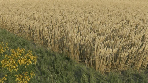 Wheat texture v1.0