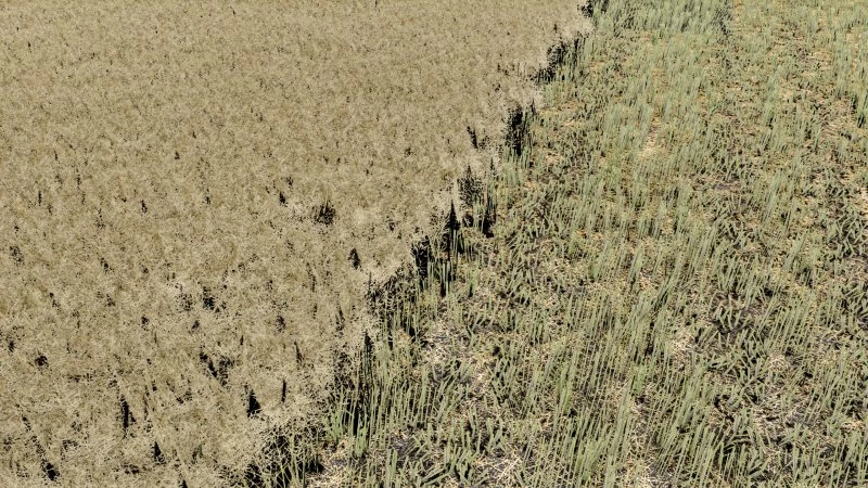 Canola Texture v1.0