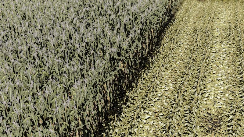 MAIZE - NORMAL - ROWCROP READY v1.0